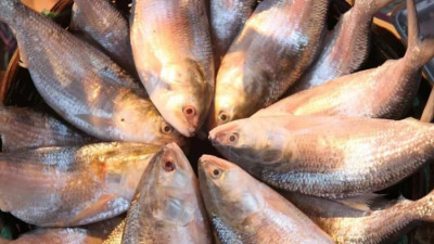 Bangladesh to export 3,000 tons of ilish to India