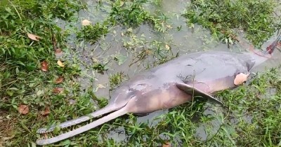 Dolphin found dead in Halda again