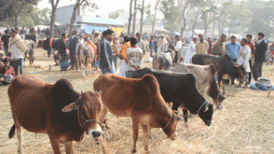Authorities permit 3 makeshift cattle markets in Chattagram, set 17 conditions