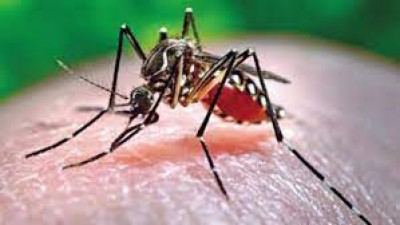 DSCC realizes over Tk 1 lakh in fines from 7 buildings, finding Aedes larvae in most of them