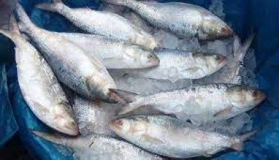 Govt to consult experts to boost Hilsa production: Dipu Moni