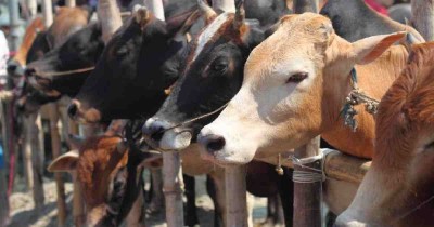 10 cattle markets to be set up maintaining health rules: DNCC Mayor