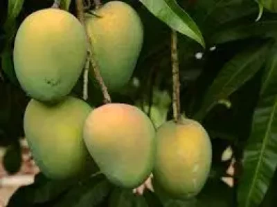Sheikh Hasina gifts 2,600kg mangoes to PM Modi, Mamata Banerjee
