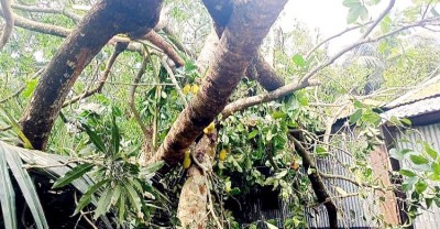 3 of a family killed as tree falls on house