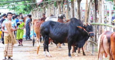 Breach of guidelines at cattle markets worry DGHS