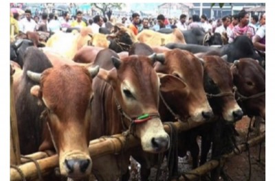 Cattle market will be held in Dhaka on July 16